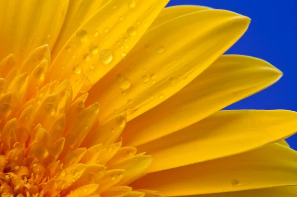 stock image Gerbera