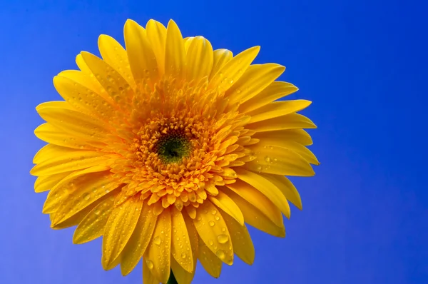 stock image Gerbera