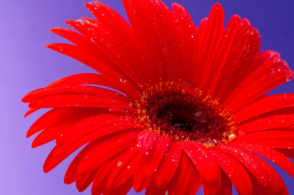 stock image Gerbera