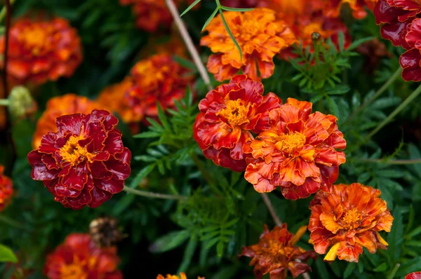 stock image Flowers