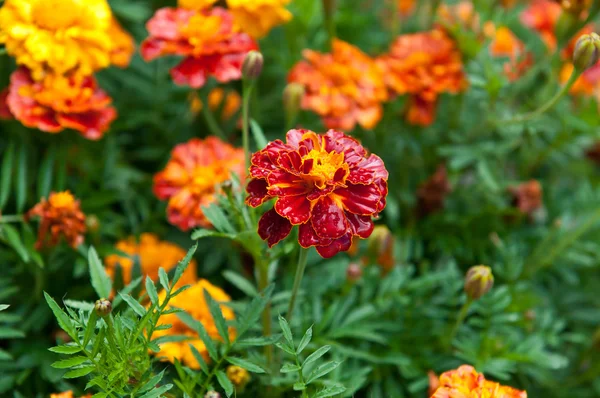 stock image Flowers