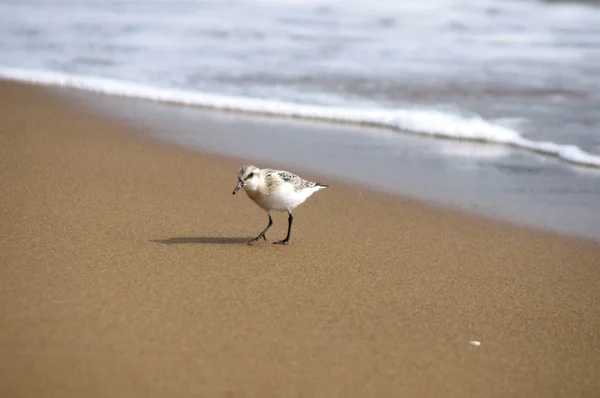 stock image Bird