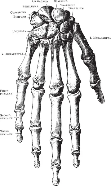 手骨骼 — 图库矢量图片