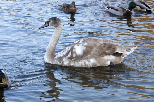 Cisne Branco — Fotografia de Stock