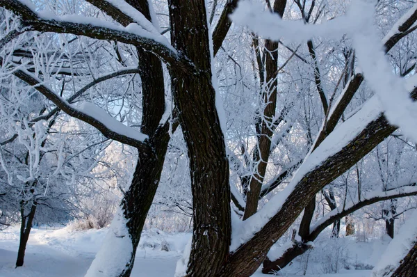 Wald Schnee Kalter Wintertag Sibirien Bäume Schnee — Stockfoto
