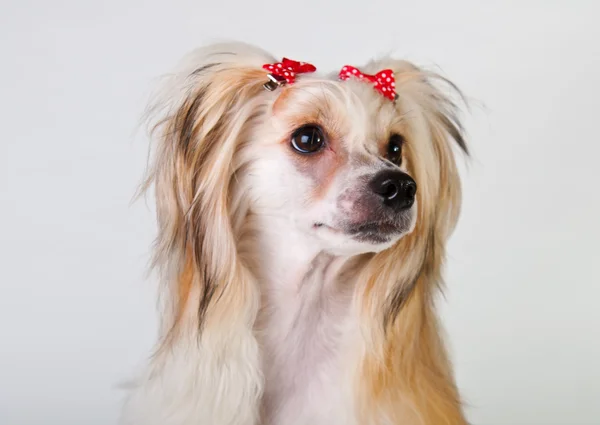 Groomed Chinese Crested Dog — Stock Photo, Image