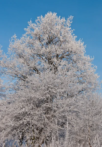 在雪中的森林 寒冷的冬天中西伯利亚的一天 雪中树木 — 图库照片