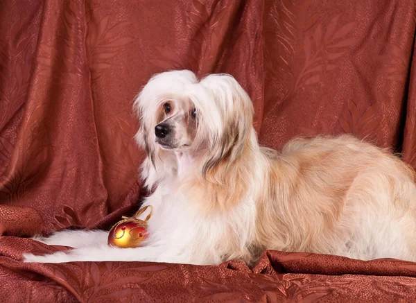 Groomed Chinese Crested Dog — Stock Photo, Image