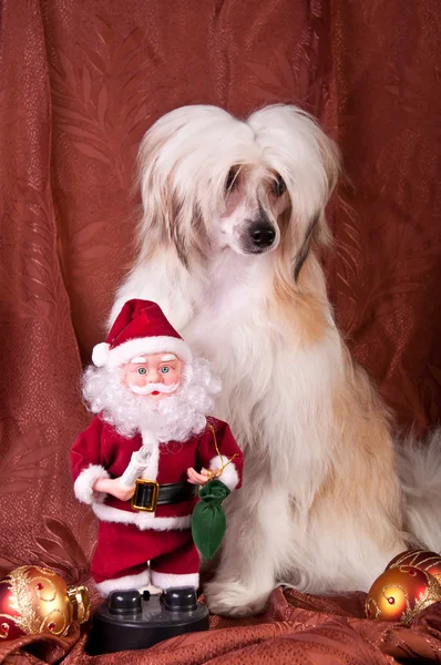 stock image Groomed Chinese Crested Dog sitting - Powderpuff, 10 month old.