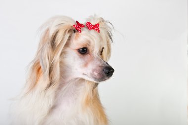 Groomed Chinese Crested Dog sitting - Powderpuff, 10 month old. clipart