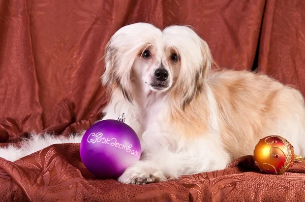 Groomed Chinese Crested Dog Sitting Powderpuff Month Old — Stock Photo, Image