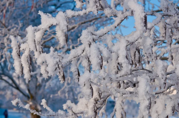 Леса Снегу Холодный Зимний День Сибири Деревья Снегу — стоковое фото