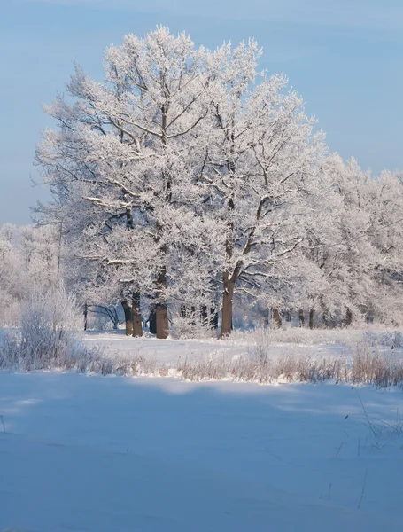 雪の森 シベリアの冬の寒い日 雪の中の木 — ストック写真