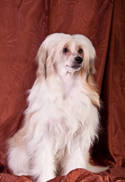 Upravený čínský chocholatý pes — Stock fotografie