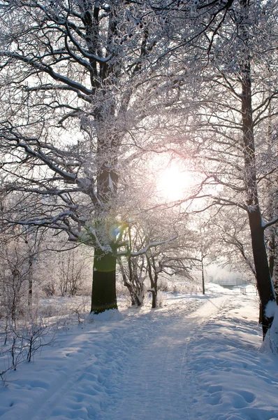 Bois Dans Neige Journée Froide Hiver Sibérie Les Arbres Dans — Photo