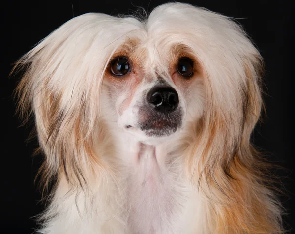 Groomed chinês Cão Crested — Fotografia de Stock
