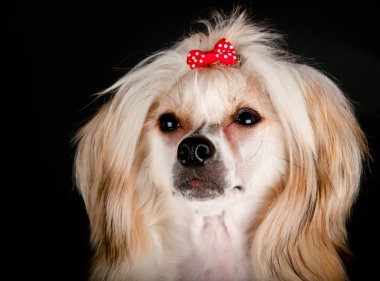 bakımlı Çin Tepeli Köpek