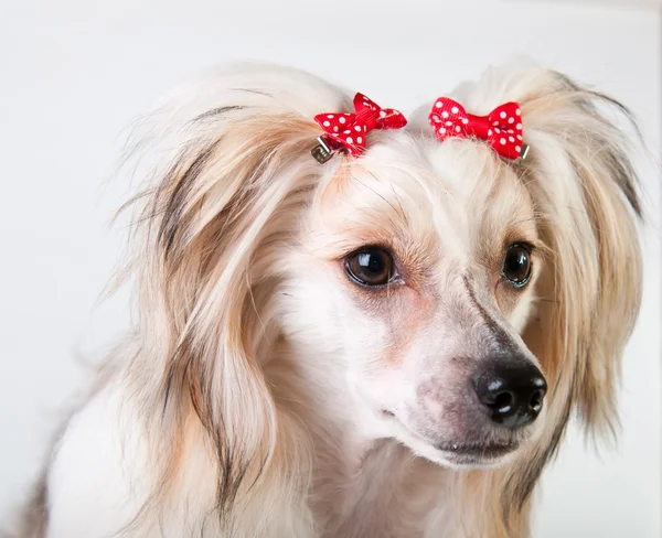 Schludny Siedzący Chiński Crested Dog Powderpuff Miesiąc Życia — Zdjęcie stockowe