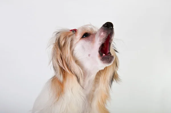 Bakımlı Çin Tepeli Köpek Oturma Powderpuff Önce — Stok fotoğraf