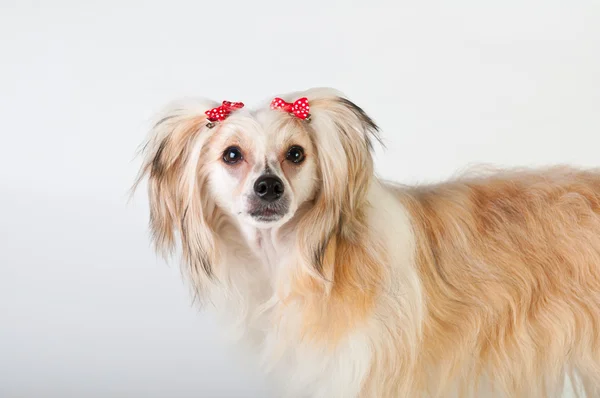 Groomed Chinese Crested Dog Sitting Powderpuff Month Old — Stock Photo, Image