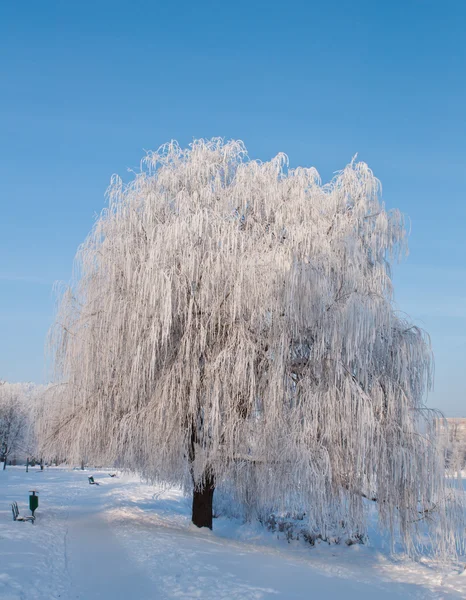 Bosques Neve Dia Frio Inverno Sibéria Árvores Neve — Fotografia de Stock
