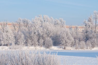 kar nedir? soğuk kış günü Sibirya. ağaçlar kar.
