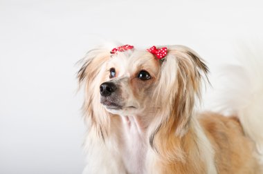 bakımlı Çin Tepeli Köpek oturma - powderpuff, 10 ay önce.