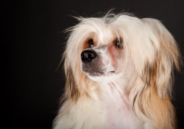 bakımlı Çin Tepeli Köpek