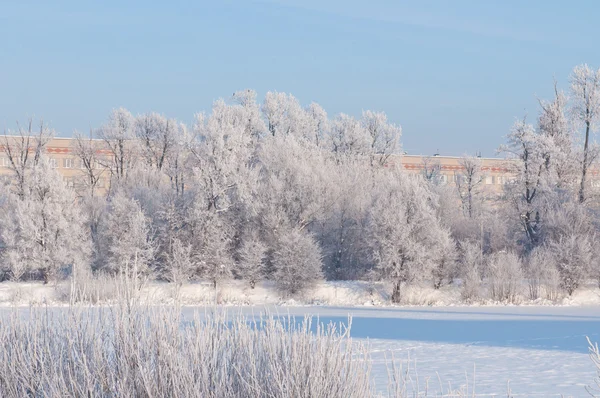 Вудс Снігу Холодний Зимовий День Сибіру Дерева Снігу — стокове фото