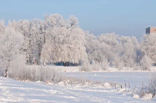 在雪中的森林 寒冷的冬天中西伯利亚的一天 雪中树木 — 图库照片