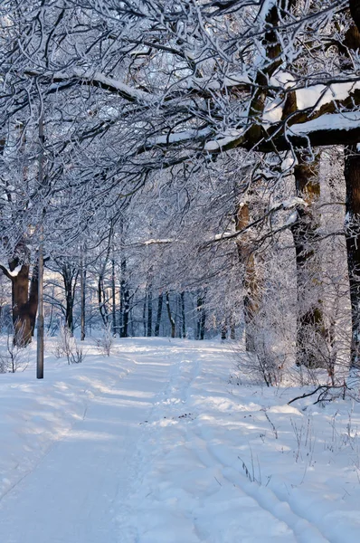 Woods Snow Cold Winter Day Siberia Trees Snow — Stock Photo, Image