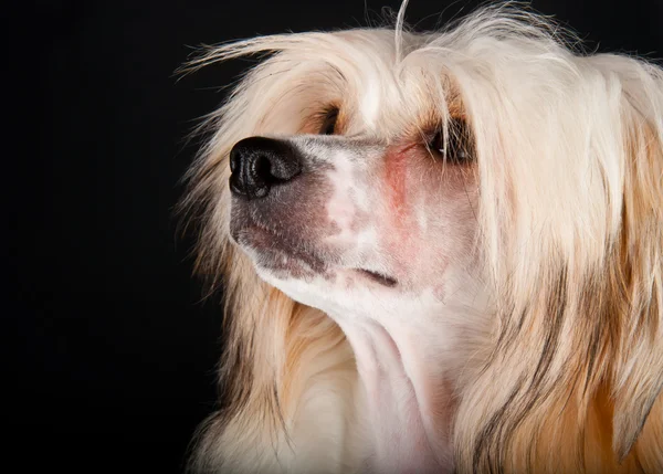 Gepflegter Chinesischer Haubenhund Sitzend Puderpuff Monate Alt — Stockfoto