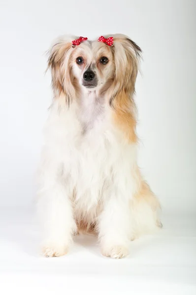 Przygotowanych chiński czubaty pies — Zdjęcie stockowe