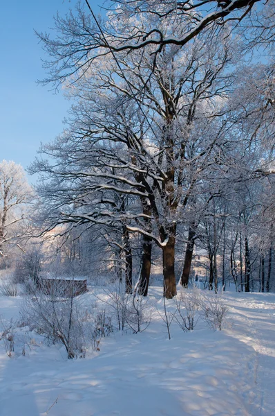 Dia frio de inverno — Fotografia de Stock