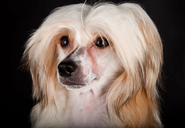 Upravený čínský chocholatý pes — Stock fotografie