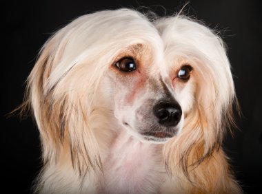 bakımlı Çin Tepeli Köpek