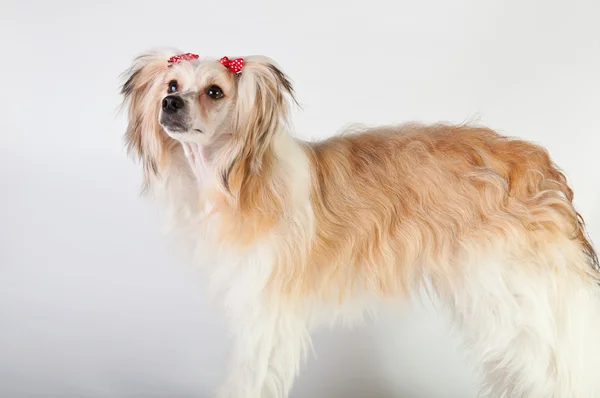 สุนัข Crested จีน — ภาพถ่ายสต็อก