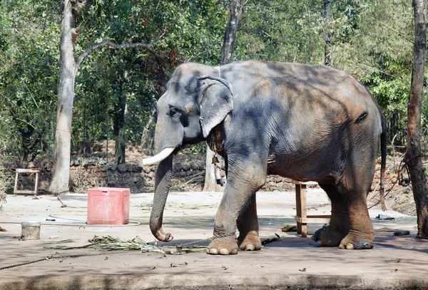 インド象 — ストック写真