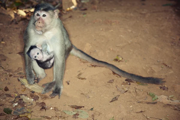 Mono con niño —  Fotos de Stock