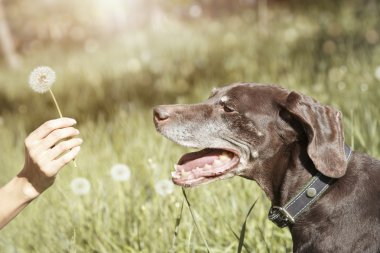 köpek ve karahindiba