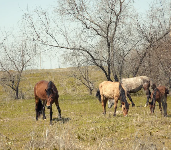 Przeglądanie koni — Zdjęcie stockowe