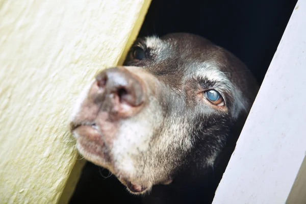 stock image Dog in captivity