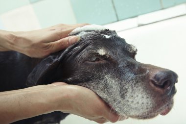 Washing dog clipart