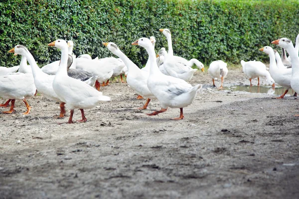 Beyaz kazların — Stok fotoğraf