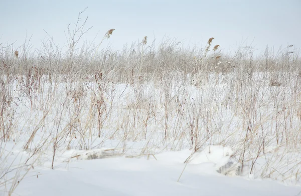 stock image Winter steppe