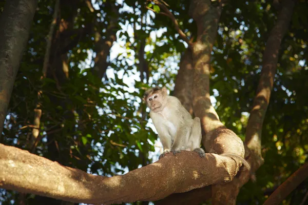Macaco selvagem — Fotografia de Stock