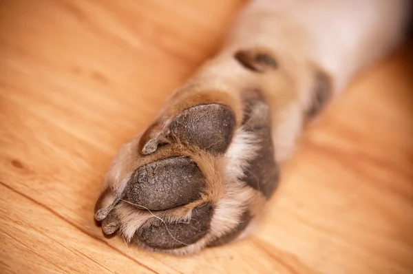 Pfote eines Labradors — Stockfoto