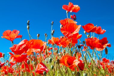 Poppy field clipart