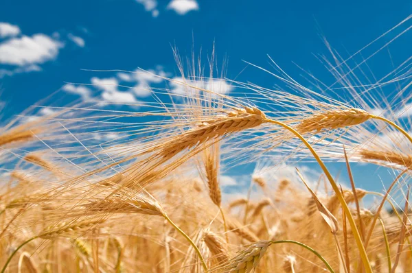 Gold wheat — Stock Photo, Image