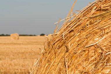 Rolling haystack and wheat clipart